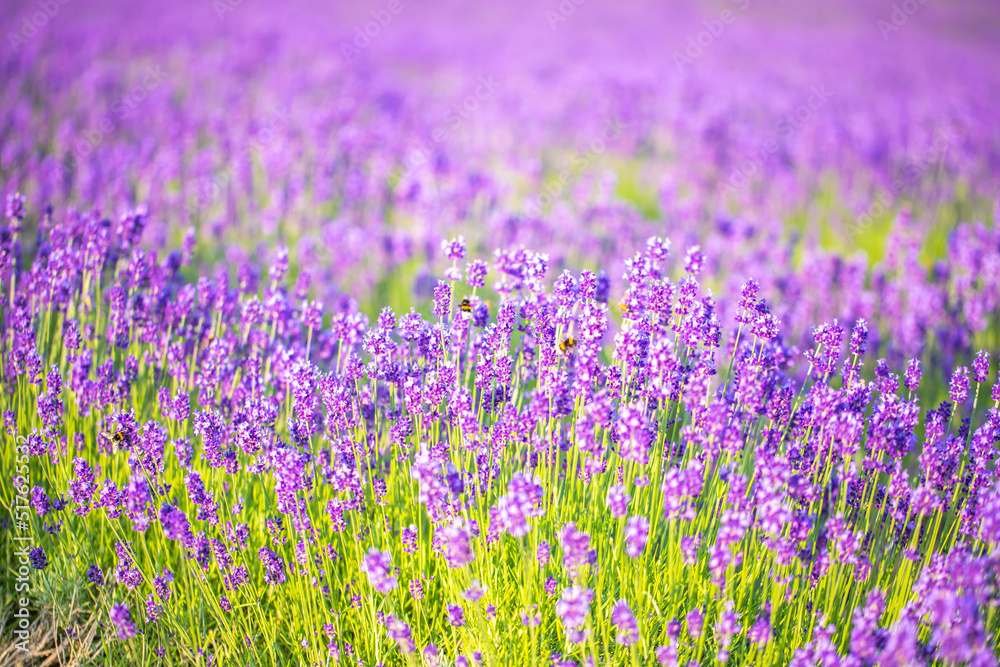 Naklejka premium 北海道富良野町 ファーム富田・ラベンダー畑