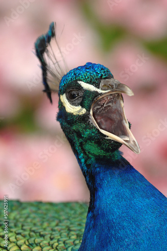 a male Indian peacock screams in the park