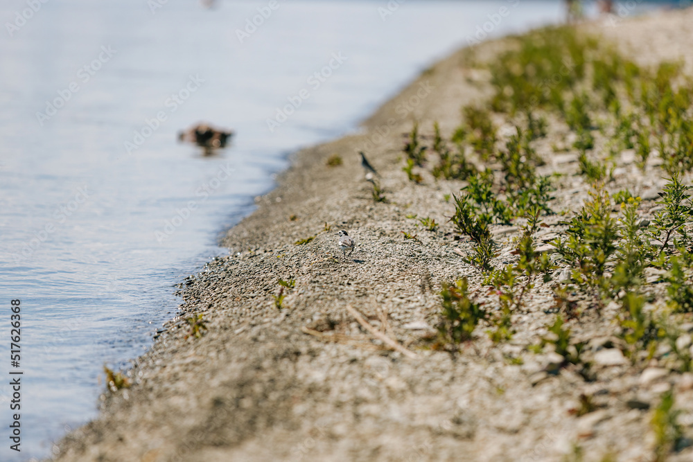 A small bird walks along the rocky coast on a sunny day. A small bird walks along the rocky coast on a sunny day.