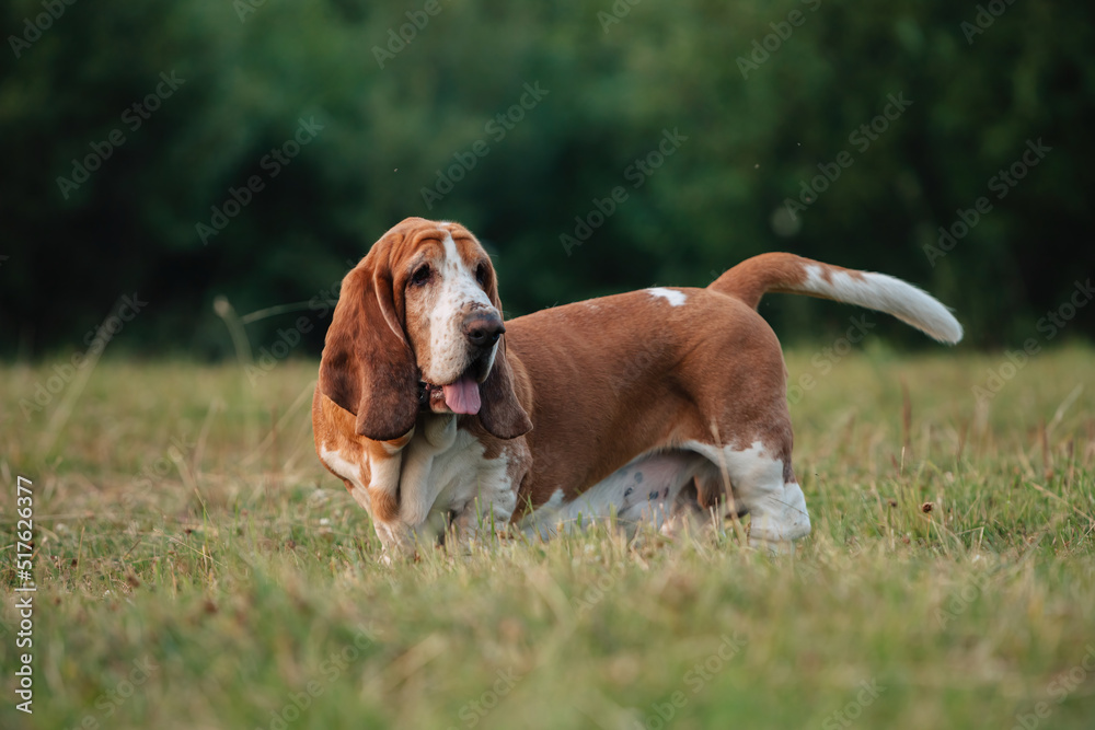 An adult dog of the Basset Hound breed walks in nature.