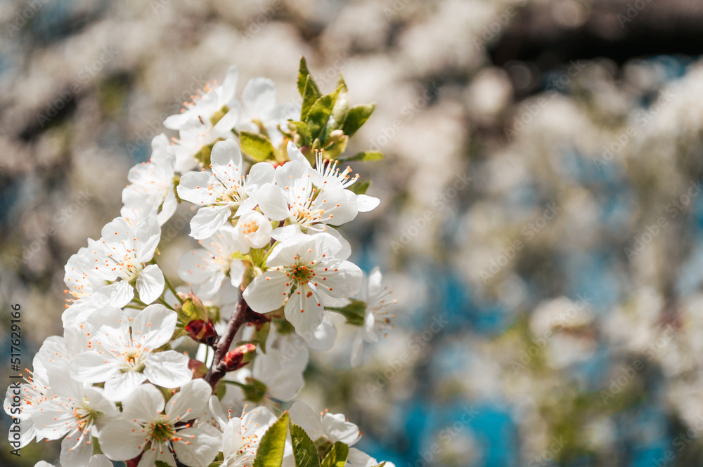 White flowers on a branch of tree Macro photo of spring White flowers on a branch of tree Macro photo of spring