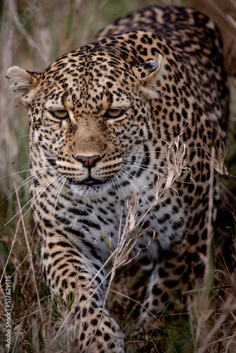 Leopard. cose up