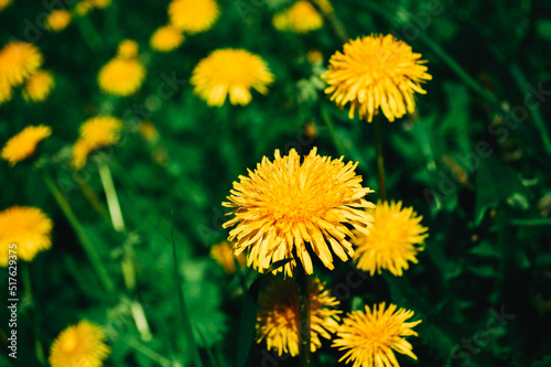 Yellow dandelion in the wild field closeup  Sunny flowers