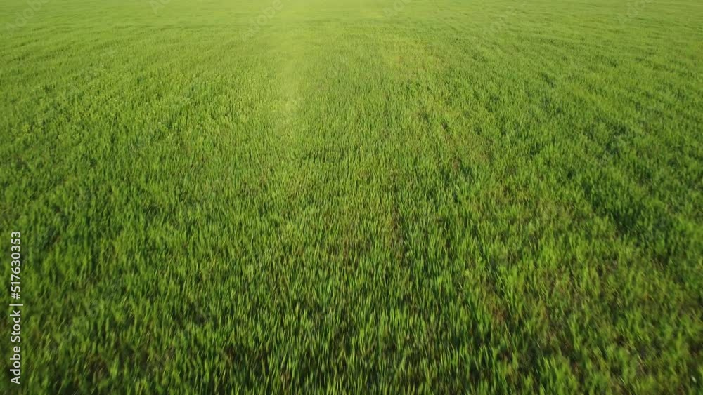 Aerial view on green wheat field in countryside. Field of wheat blowing in the wind on sunset. Young and green Spikelets. Ears of barley crop in nature. Agronomy, industry and food production. Aerial view on green wheat field in countryside. Field of wheat blowing in the wind on sunset. Young and green Spikelets. Ears of barley crop in nature. Agronomy, industry and food production.