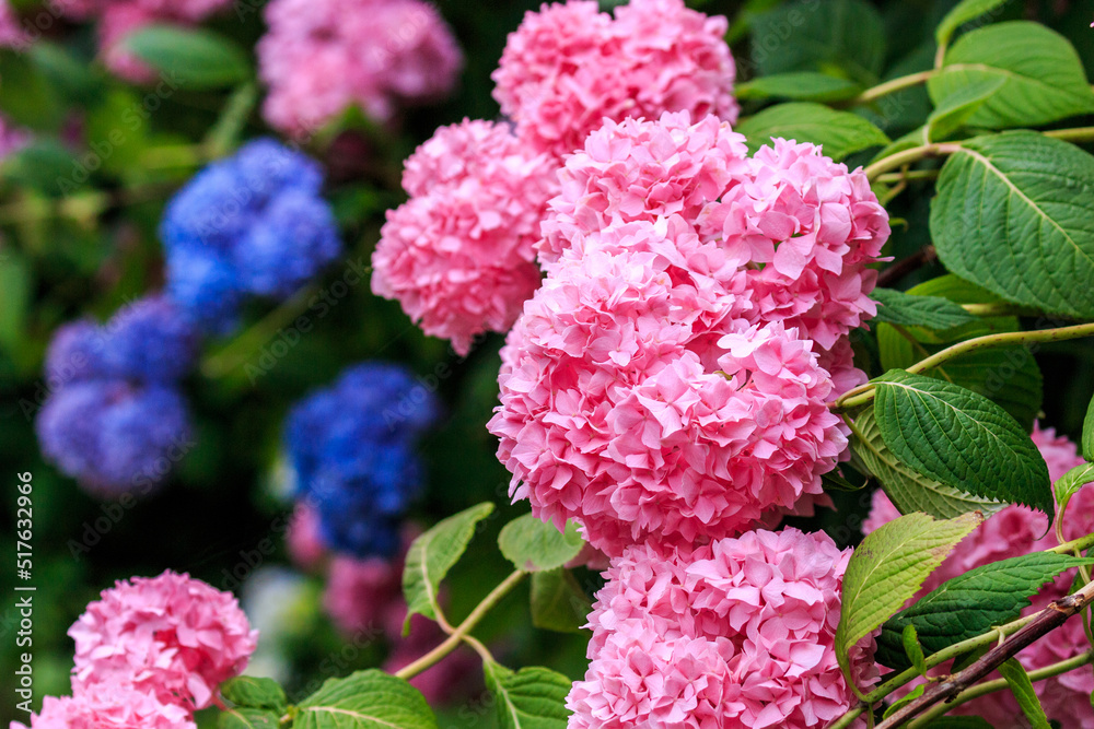 北海道伊達市、有珠善光寺境内で咲き誇るピンク色のアジサイ【7月】