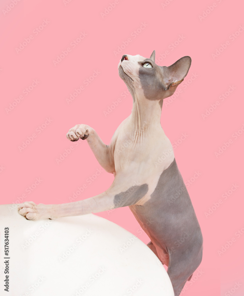 Sphynx cat plsying and looking up. Isolated on pink pastel background