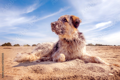 fuzzy dog at sandy beach, portrait