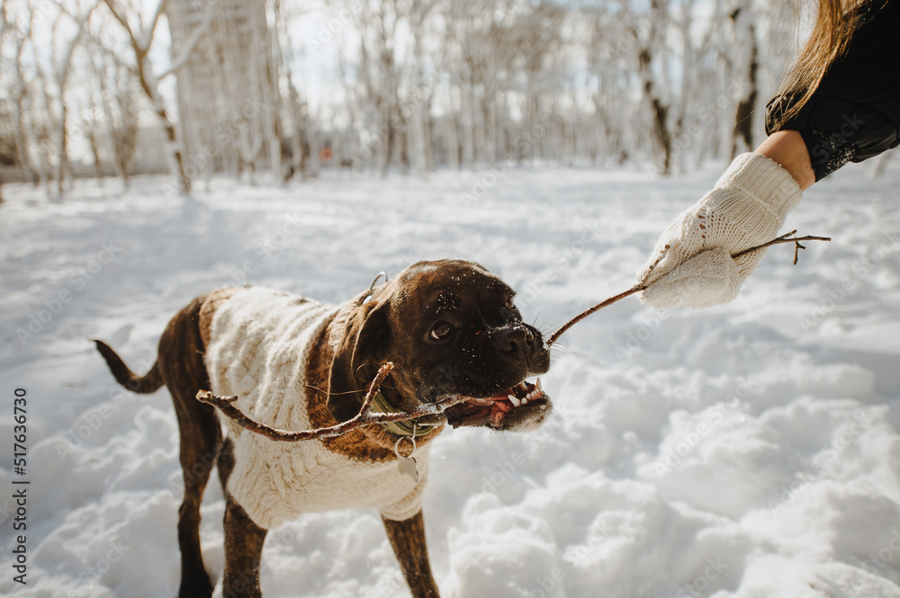 playful boxer dog with a stick in his teeth in a snowy forest