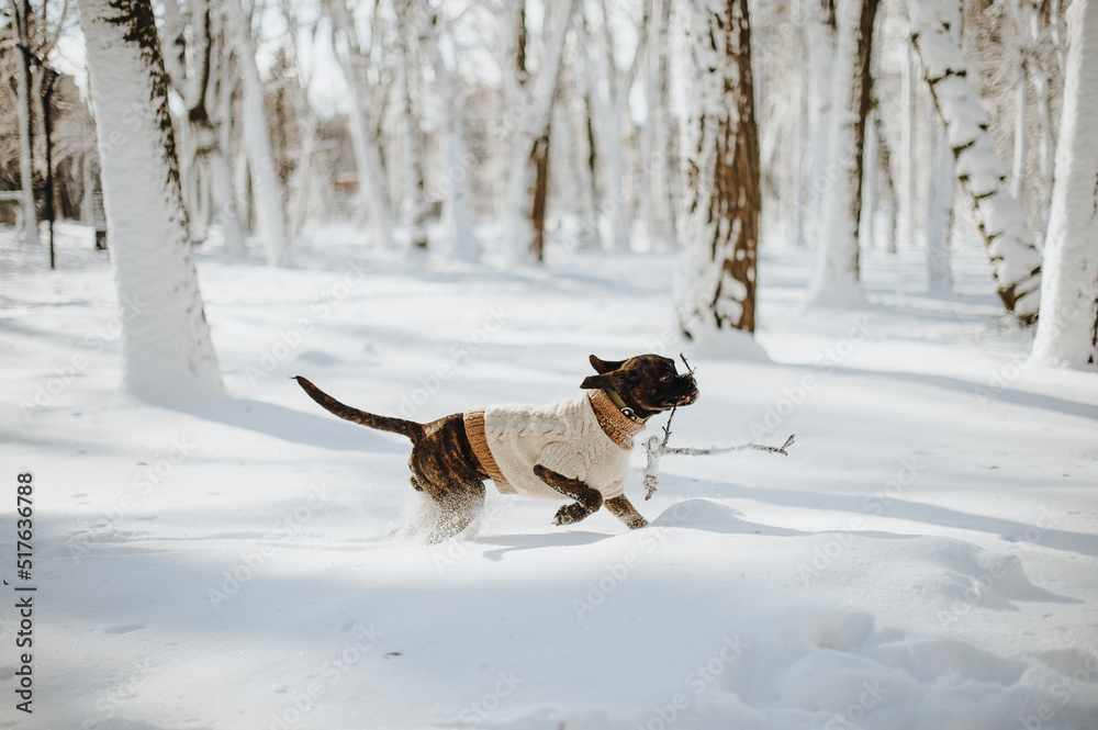 playful boxer dog in snowy forest playful boxer dog in snowy forest