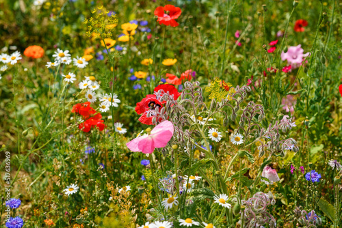 Fototapeta Naklejka Na Ścianę i Meble -  Closeup of different summer flowers. Beautiful blooming field flowers.