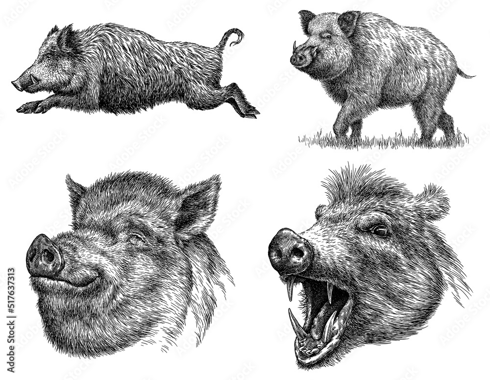 Vintage engrave isolated hog set illustration ink sketch. Wild boar background pig art Stock