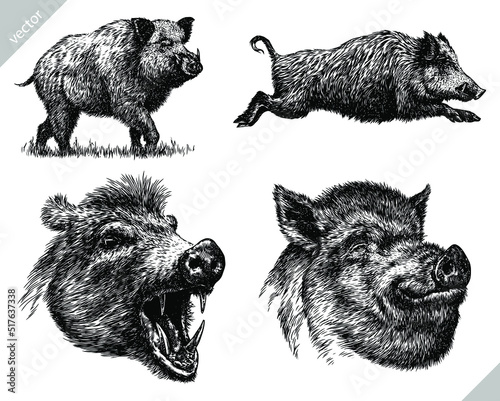 Vintage engrave isolated hog set illustration ink sketch. Wild boar background pig vector art photo