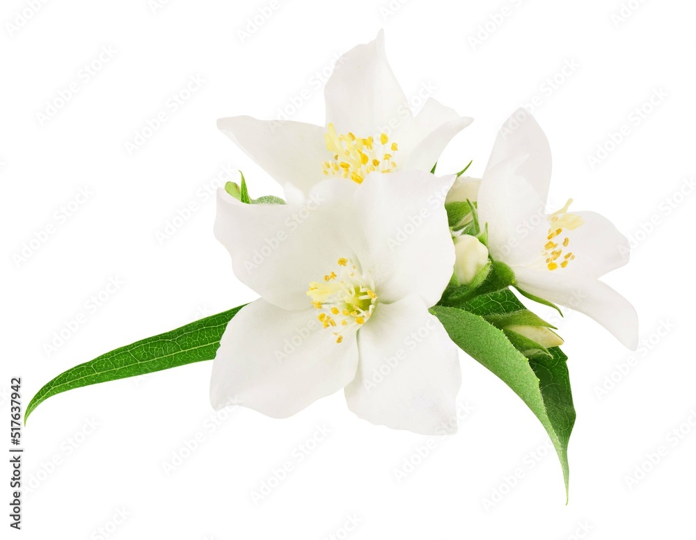 Obraz premium Jasmine flowers isolated on white background