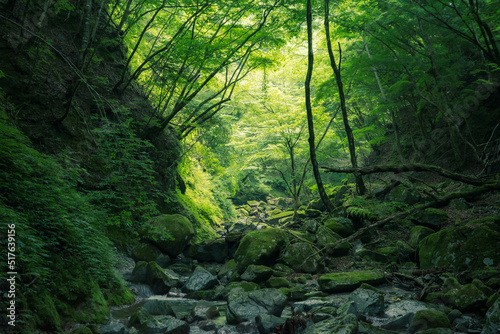 Fresh green valley