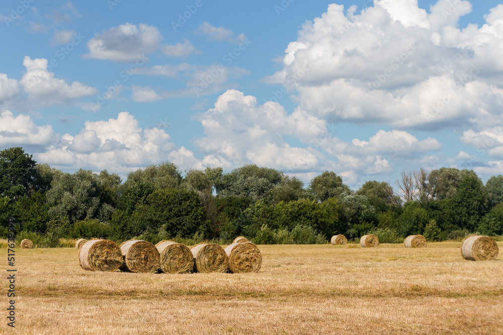 Rolls of hay in an agricultural field with straw and blue sky with clouds in summer