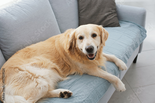 Cute dog resting on the couch at home