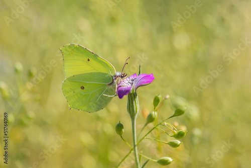 Common brimstone butterfly (Gonepteryx rhamni) on a corn-cockle flower. photo