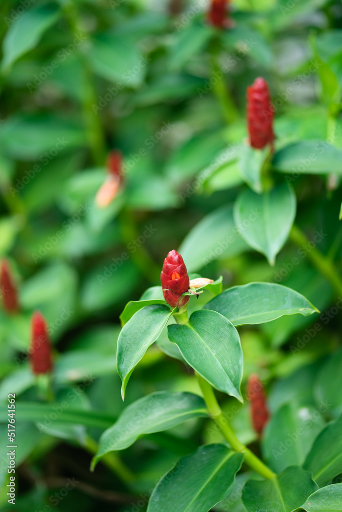 Red Ginger Flower Costus Woodsonii Flower Red Ginger Flower Costus Woodsonii Flower