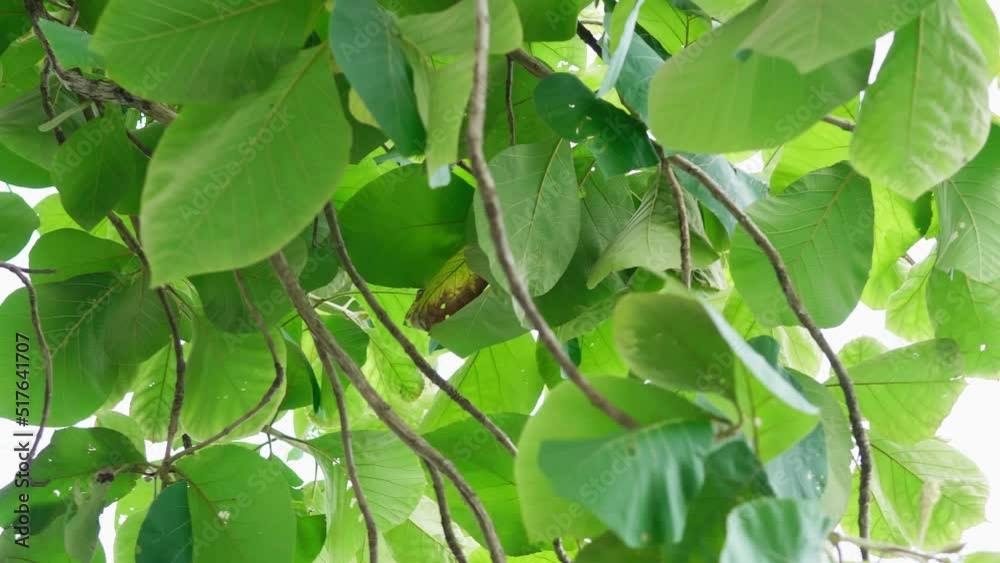 Teak forests in the environment the leaf on trees and agricultural plantations with green leaves in the countryside. Teak forests in the environment the leaf on trees and agricultural plantations with green leaves in the countryside.