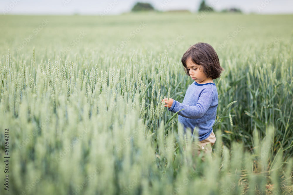 Little handsome baby boy walking in the field and examines the ears Little handsome baby boy walking in the field and examines the ears