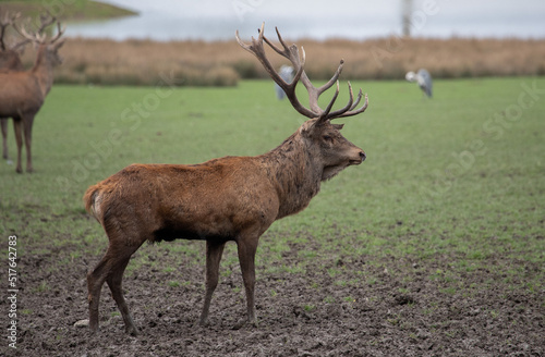 Male Deer standing on a Field