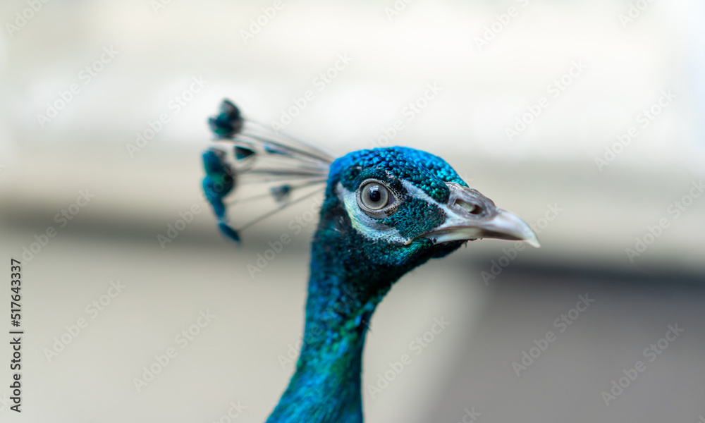Close up of a bright peacock head. Peacocks are also thought to bring good luck and fortune. It also supports love and happiness issues. Close up of a bright peacock head. Peacocks are also thought to bring good luck and fortune. It also supports love and happiness issues.
