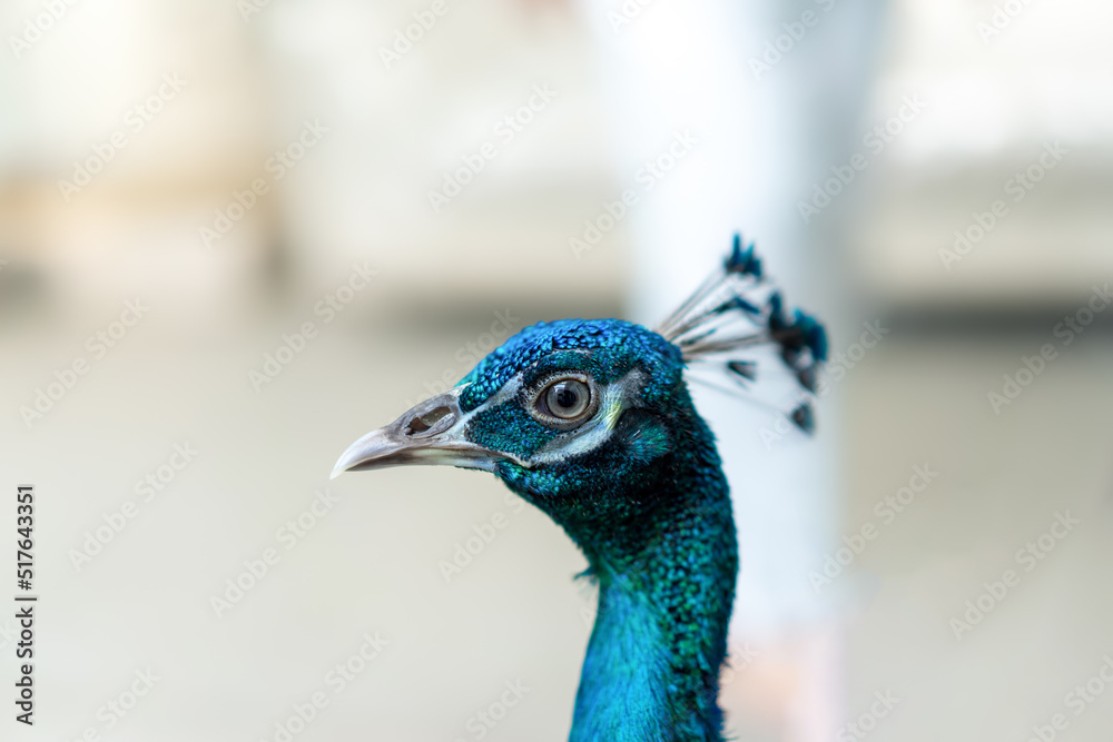 Close up of a bright peacock head. Peacocks are also thought to bring good luck and fortune. It also supports love and happiness issues. Close up of a bright peacock head. Peacocks are also thought to bring good luck and fortune. It also supports love and happiness issues.