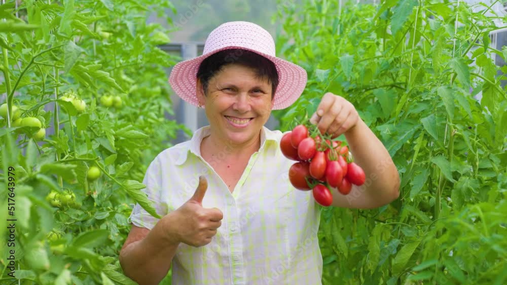 pretty happy mature woman with thumb up holds tomatoes in her hand and ...