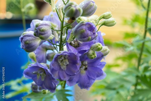 Stampa su tela Purple delphinium flowers close-up on a blurred background.