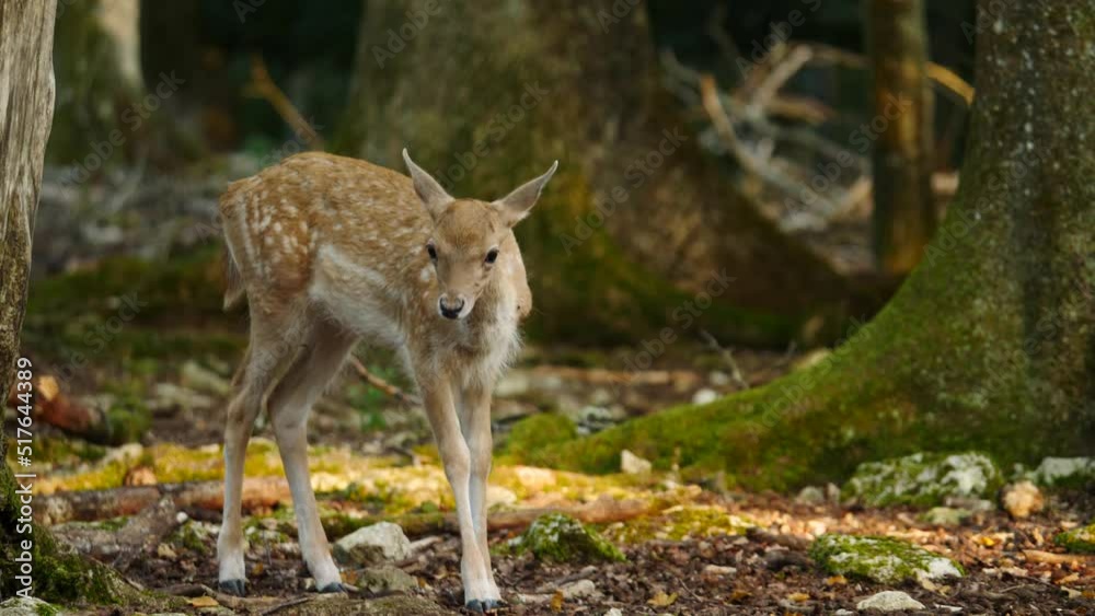 Young fallow deer in natural environment. Deer Dama dama. Vision Park in Auberive region, France. Slow motion Young fallow deer in natural environment. Deer Dama dama. Vision Park in Auberive region, France. Slow motion