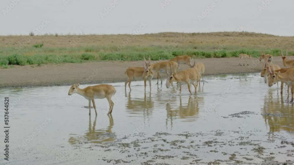 Rare antelope Saiga in the wild. Saigas tatarica at a watering place drink water and bathe. Antelope Saiga tatarica is listed in the Red Book. Slow motion ProRes 422, ungraded HLG 10 bit color video Rare antelope Saiga in the wild. Saigas tatarica at a watering place drink water and bathe. Antelope Saiga tatarica is listed in the Red Book. Slow motion ProRes 422, ungraded HLG 10 bit color video