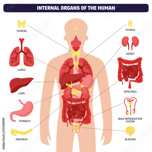 Human Body Organ System Infographic