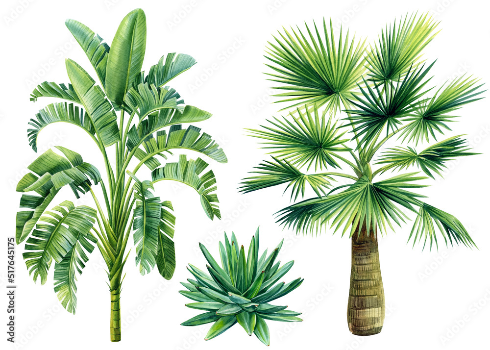 Obraz palm trees set on isolated white background, watercolor illustration. Jungle design fototapeta, plakat