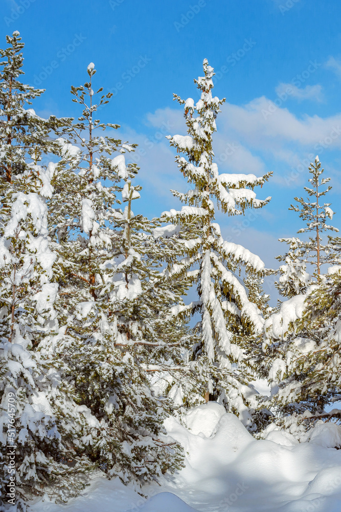 Christmas winter fir tree snow background Christmas winter fir tree snow background