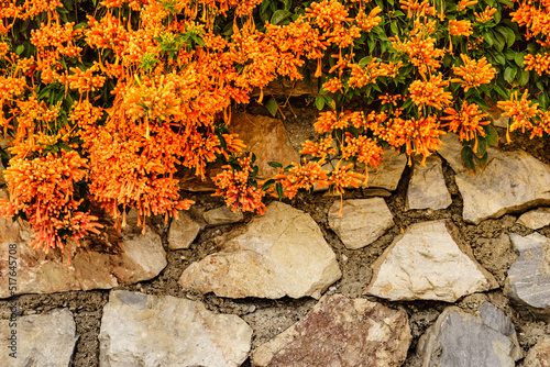 Orange trumpet flowers in Spain photo