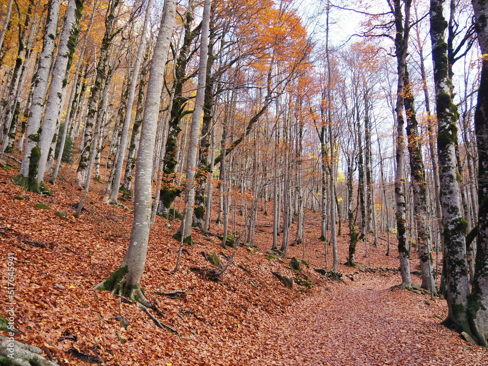 Ordesa, camino a la Cola de Caballo, en pleno otoño.