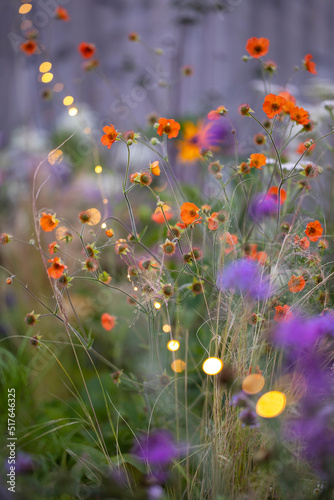 Canvas Print Geum tangerine  with fairy lights, shallow depth of field