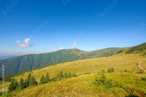 mountainous countryside landscape in morning light. coniferous trees on the hills and meadows. tourism and vacation season in carpathian mountains