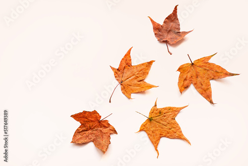 Composition of five dried autumn maple leaves isolated on a light background. Copy space