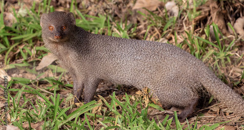 Mongoose; meerkat; ferret; mongoose staring; Indian grey mongoose from Yala Sri Lanka