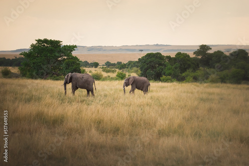 Mother and young elephant in Maasai Mara Kenya Tanzania. Travel and safari concept.