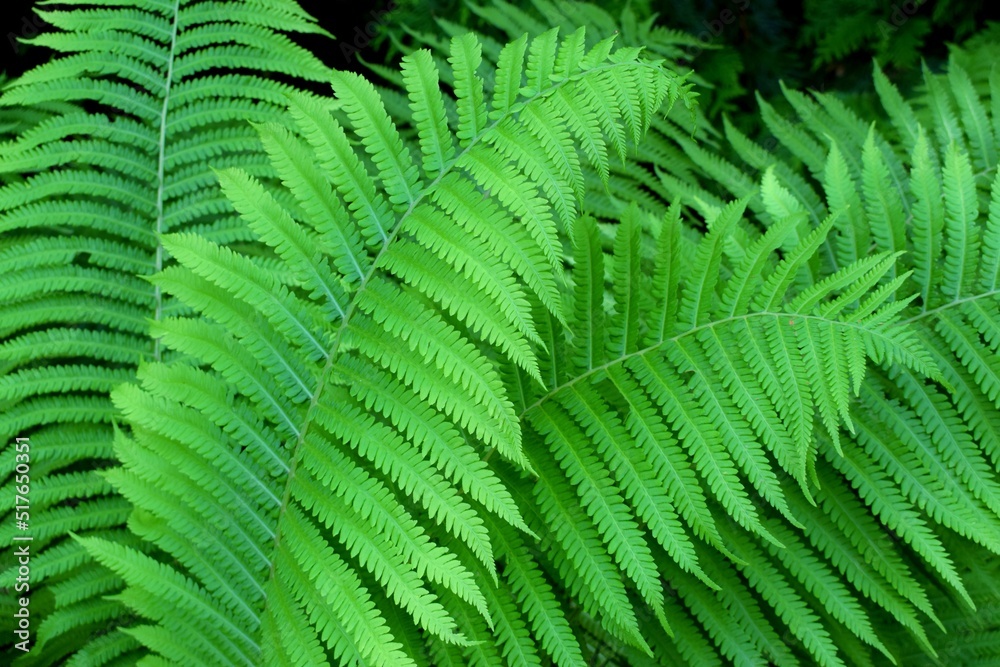 A fern is a member of a group of vascular plants (plants with xylem and phloem) that reproduce via spores and have neither seeds nor flowers.
