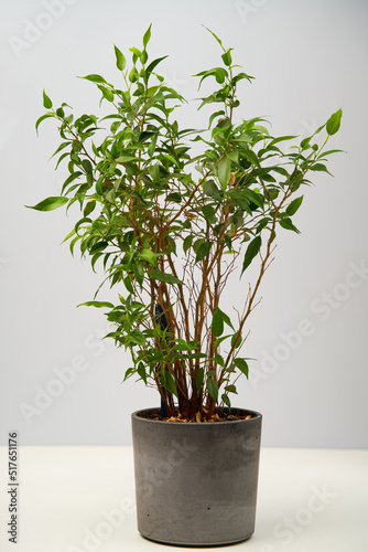 Fototapeta Naklejka Na Ścianę i Meble -  House plantof Ficus benjamina on grey pot.