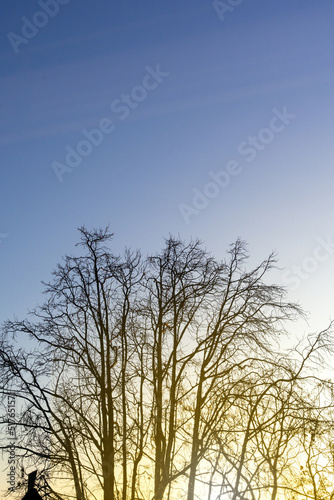 winter tree branches bare against a clear blue sky with sunlight
