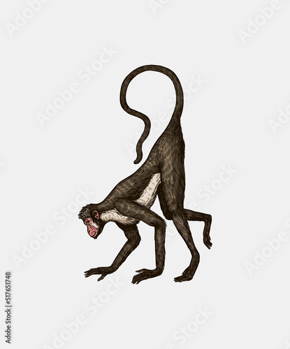 Colombian white faced capuchin or Rhesus macaque is crawling.. Monkey in vintage style. Hand drawn engraved sketch in woodcut style