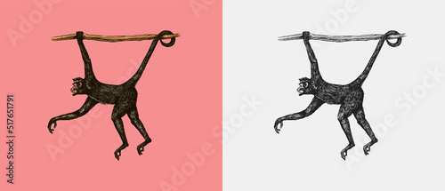 Spider monkey or Southern muriqui hanging on a tree. Hand drawn engraved sketch in woodcut style. Vector illustration in vintage style.
