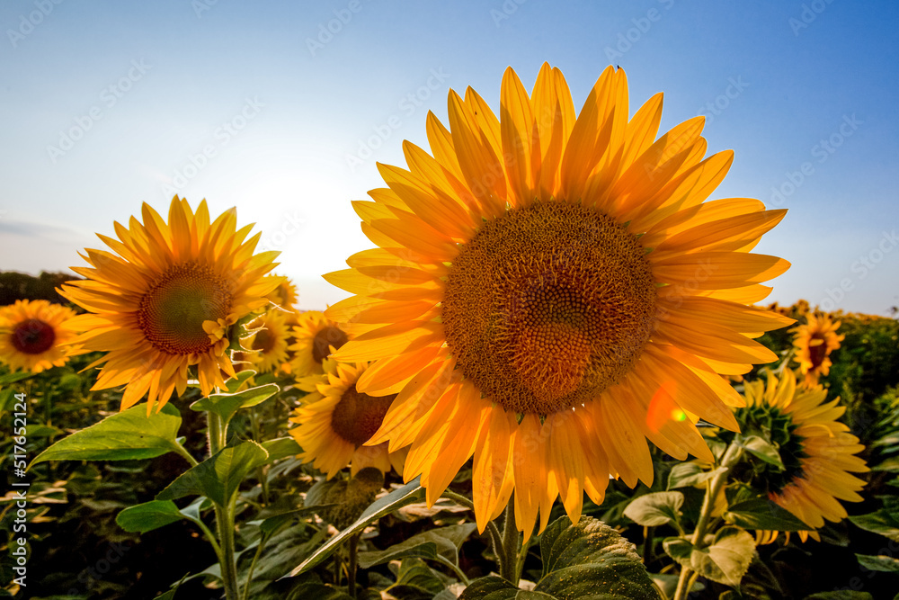 Obraz premium Yellow sunflowers field in farm. Agriculture background