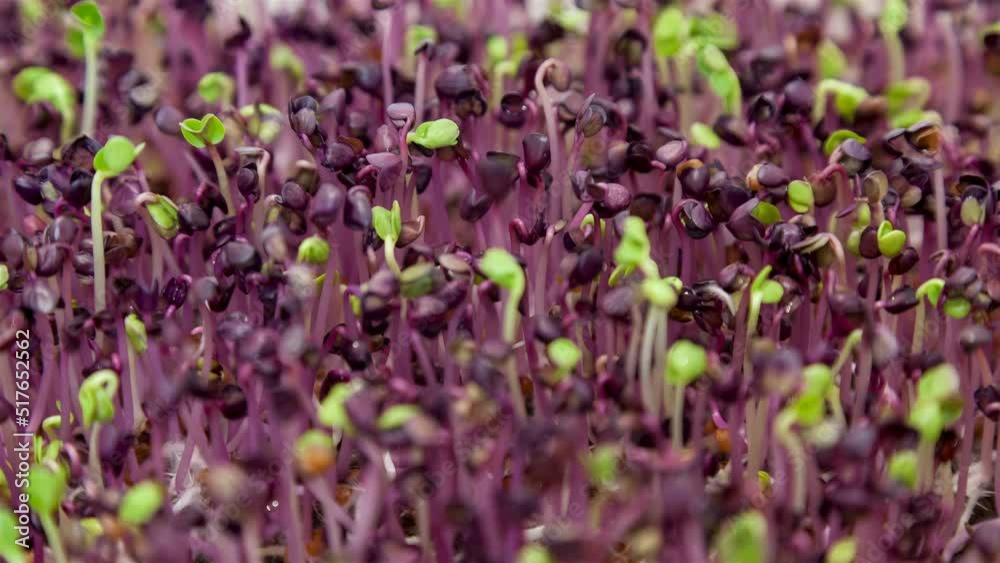Microgreens Radish Rambo 2 Microgreens Radish Rambo 2