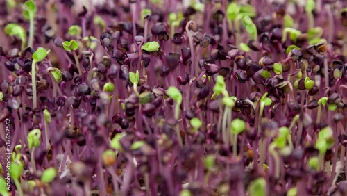 Microgreens Radish Rambo 2 photo