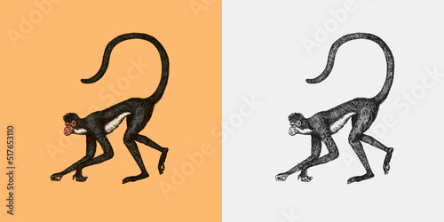 Spider monkey or Southern muriqui hanging on a tree. Hand drawn engraved sketch in woodcut style. Vector illustration in vintage style.